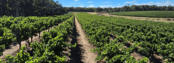 South by South West Masterclass